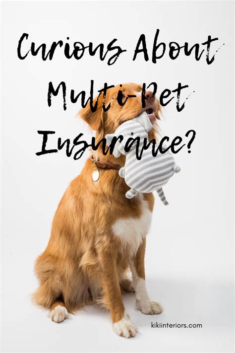 low cost multi pet insurance.